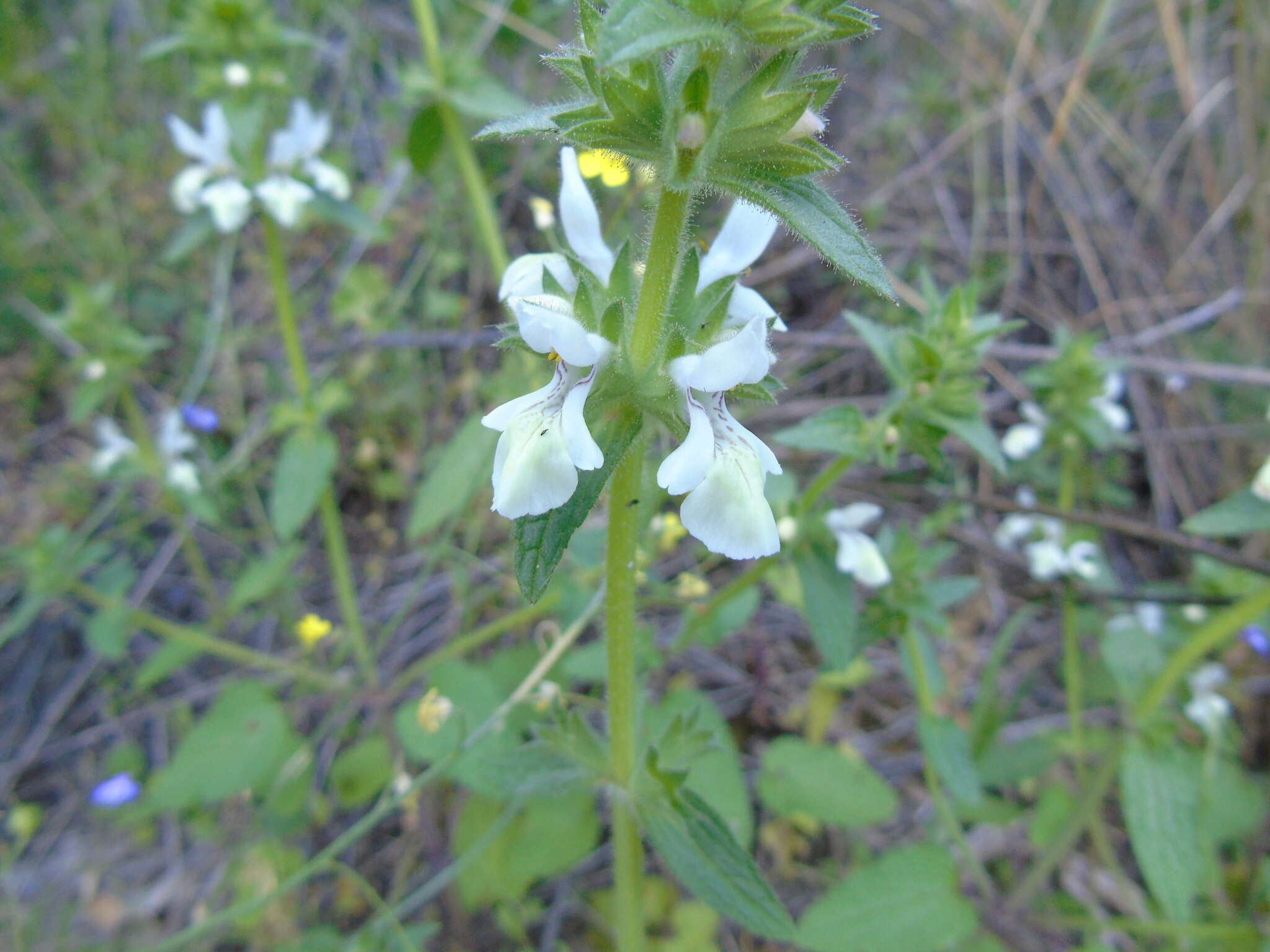 Image of Stachys spinulosa Sm.
