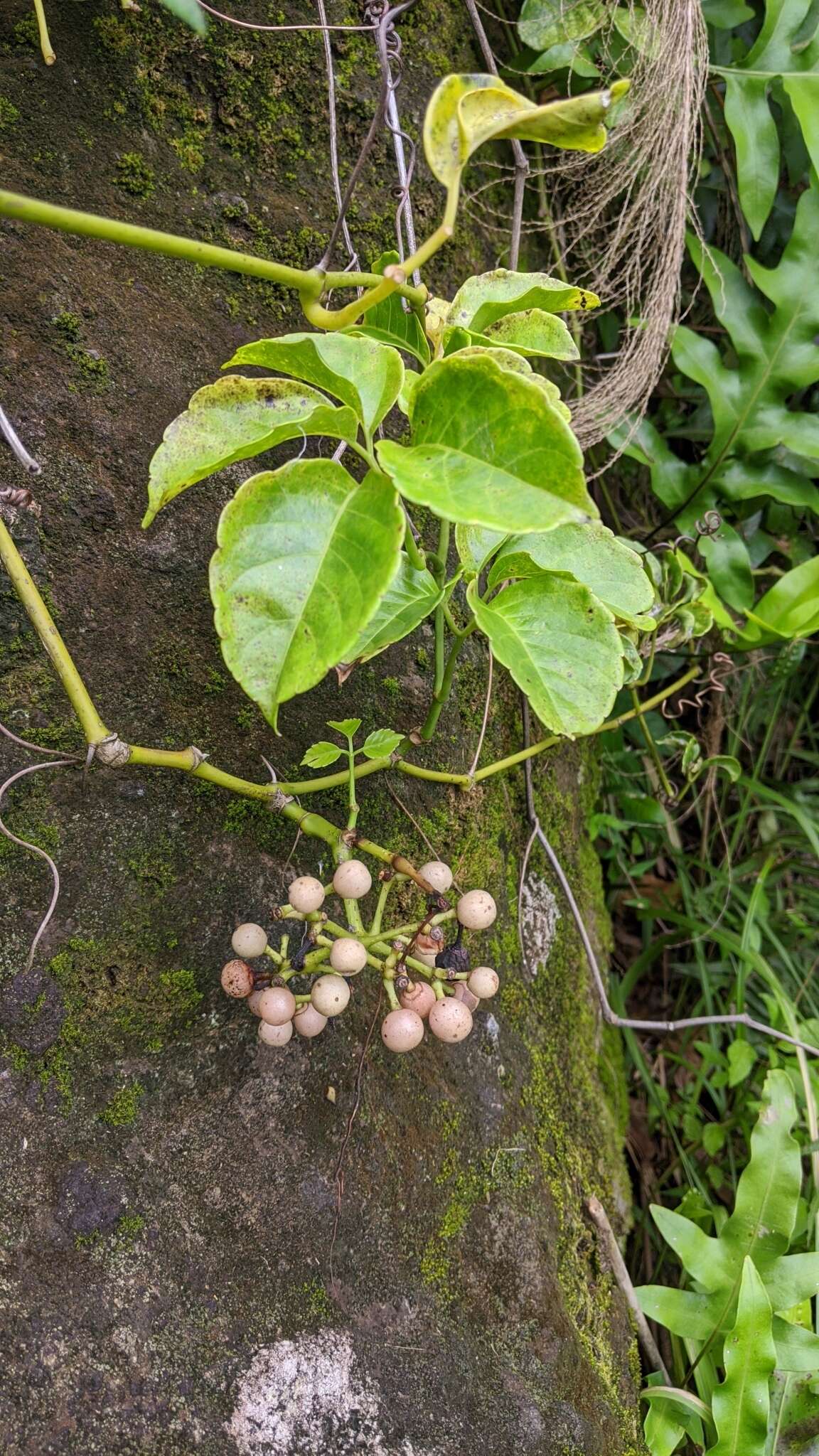 Image of Tetrastigma lanyuense Chang