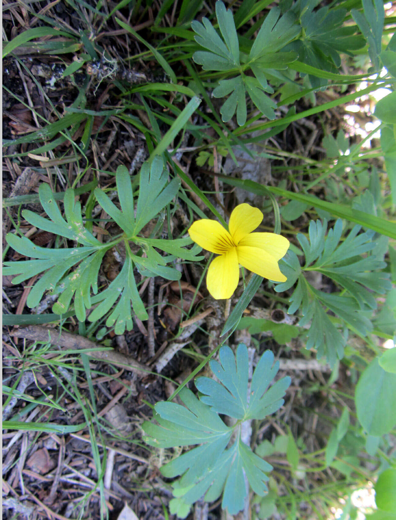 Viola sheltonii Torr.的圖片