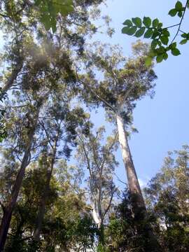 Image of blackbutt