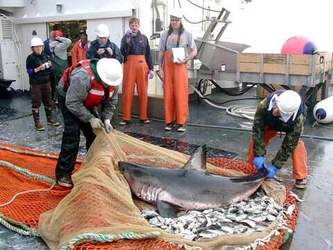 Image of Salmon Shark