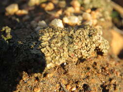 Image of Peltula patellata (Bagl.) Swinscow & Krog