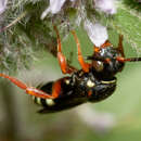 Image de Nomada rufipes Fabricius 1793