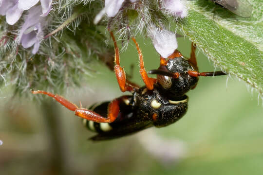 Image de Nomada rufipes Fabricius 1793