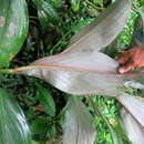 Image of Costus erythrophyllus Loes.