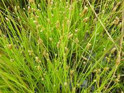 Image of Isolepis inyangensis Muasya & Goetgh.