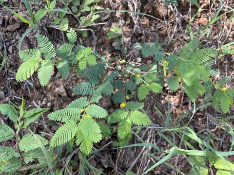 Plancia ëd Chamaecrista nictitans var. diffusa