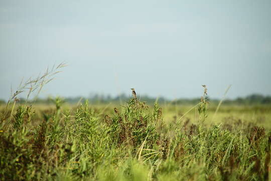 Слика од Cisticola galactotes (Temminck 1821)