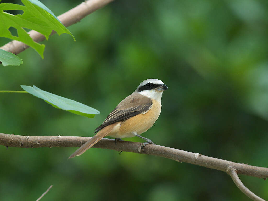 Image of true shrikes