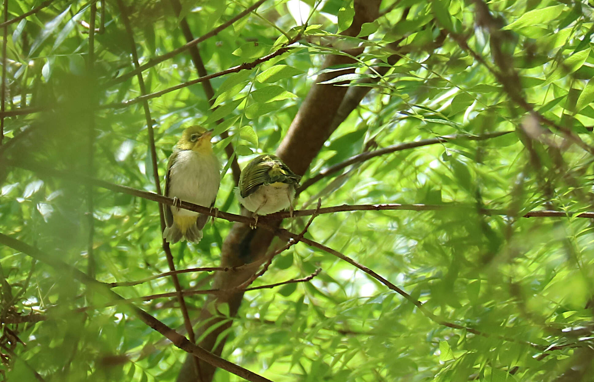 Image of Swinhoe's White-eye