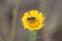 Image de Megachile zapoteca Cresson 1878