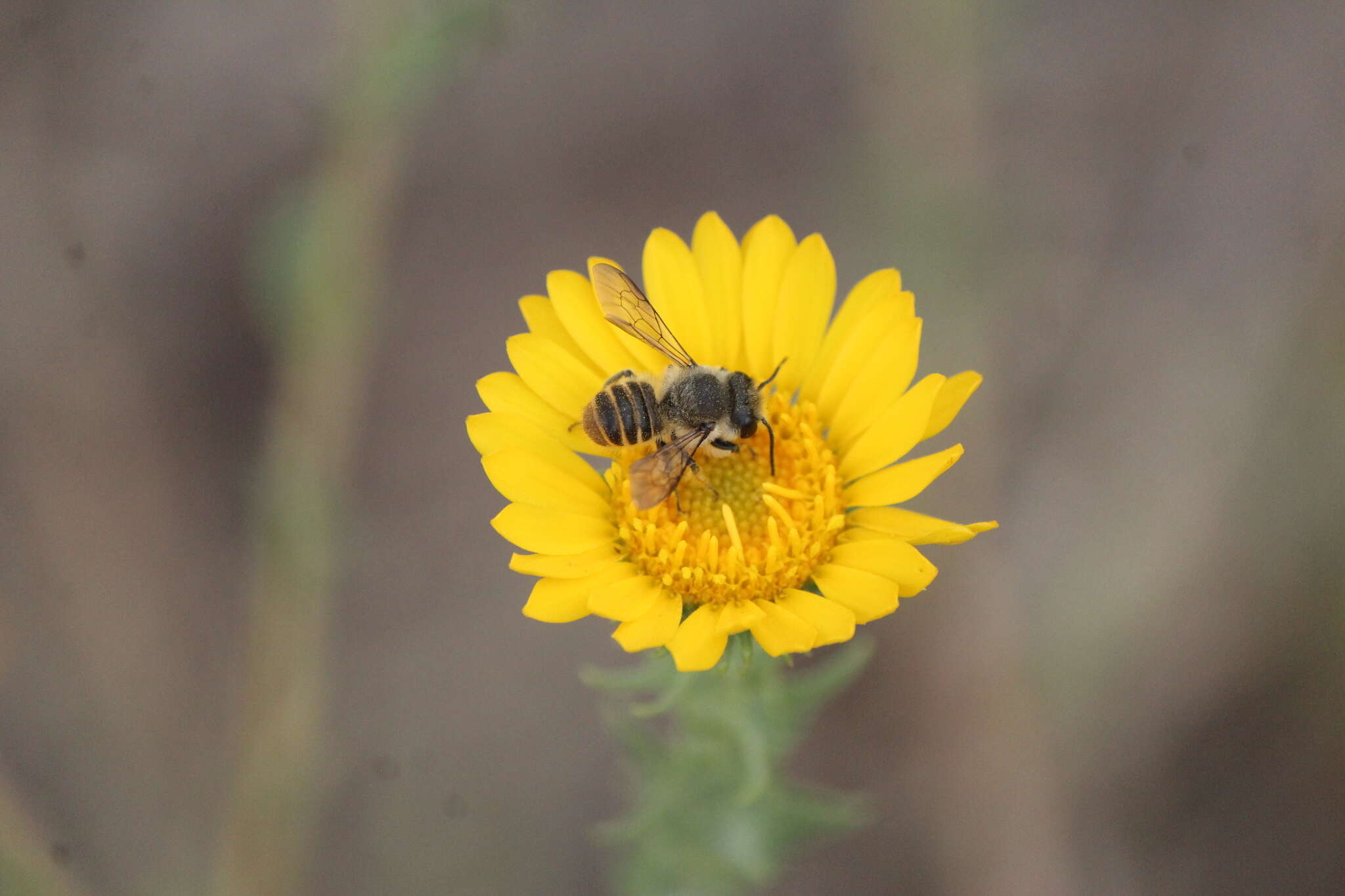 Megachile zapoteca Cresson 1878的圖片