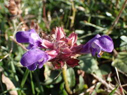 Imagem de Prunella grandiflora (L.) Turra