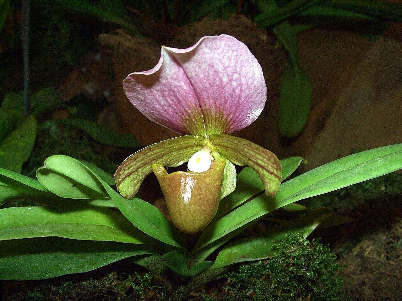 Image de Paphiopedilum charlesworthii (Rolfe) Pfitzer