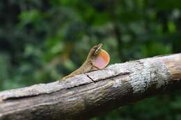 Image of Kempton's Anole