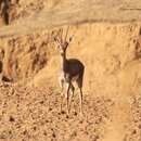 Image de Gazelle de Cuvier