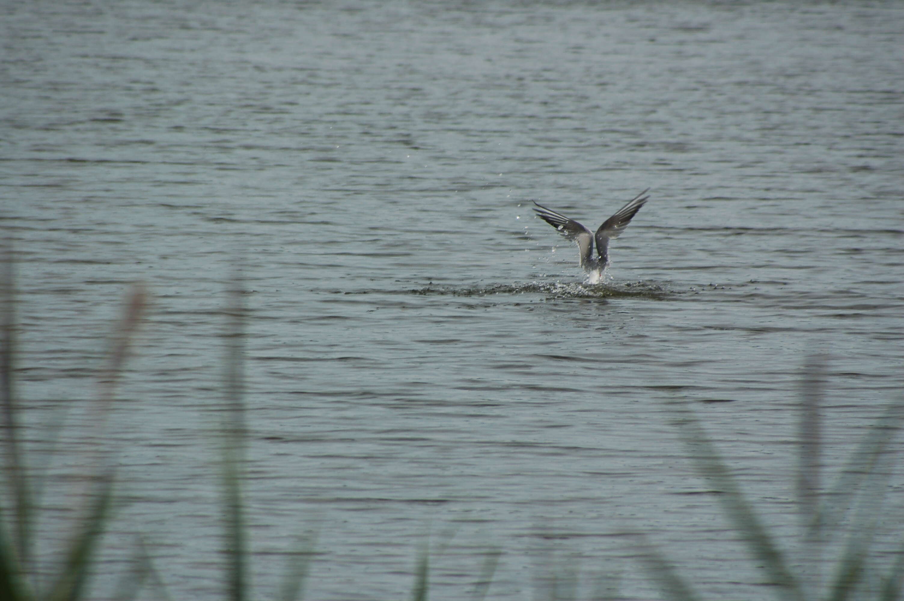 Image of Common Tern