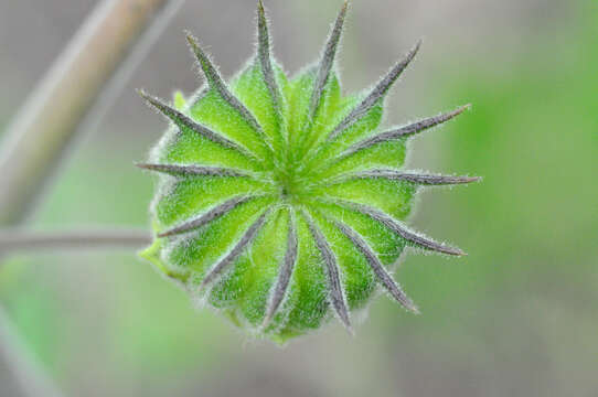 Imagem de Abutilon theophrasti Medik.