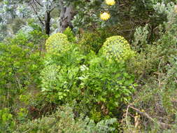 Notobubon galbanum (L.) Magee resmi