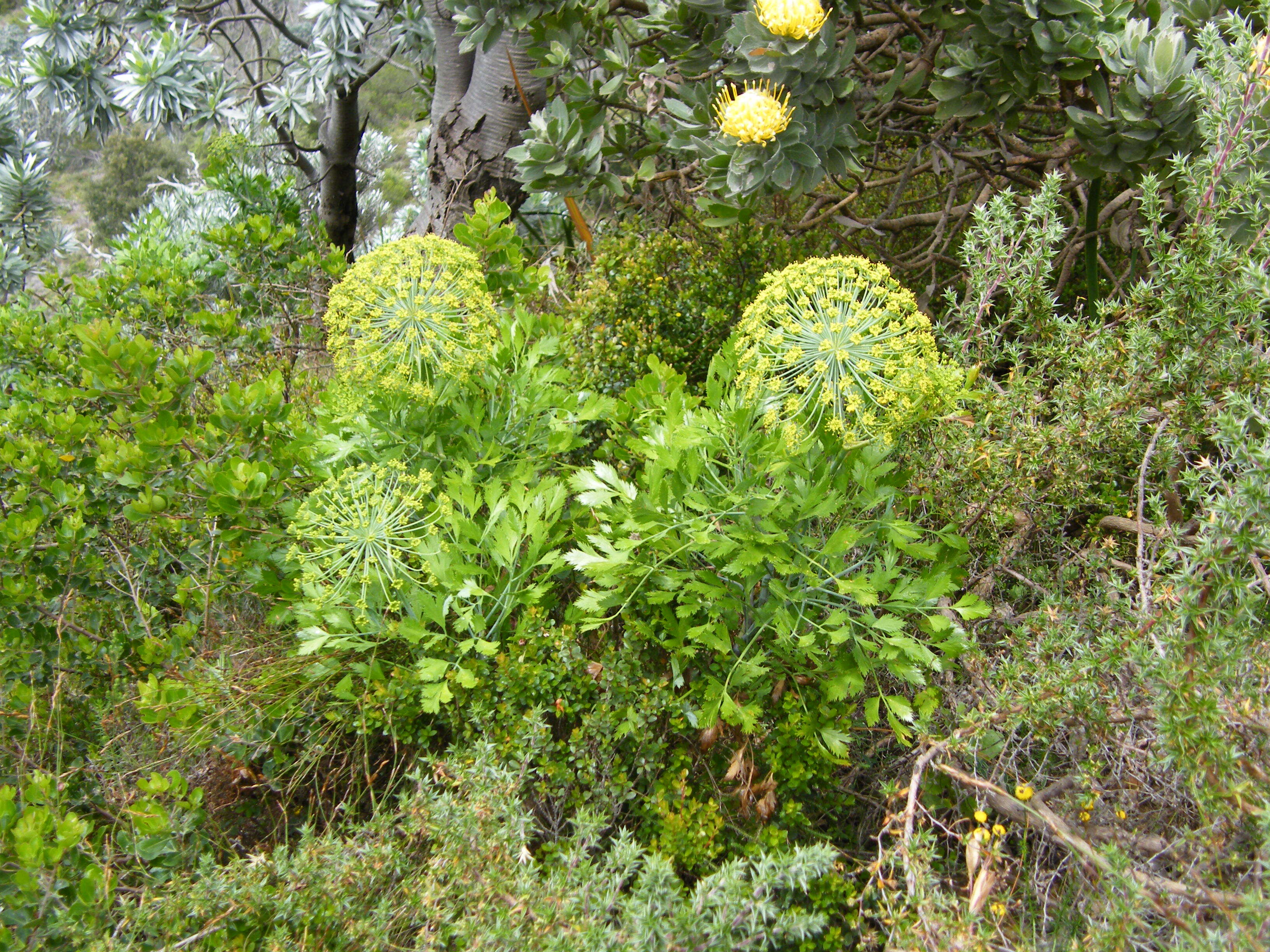 Notobubon galbanum (L.) Magee resmi