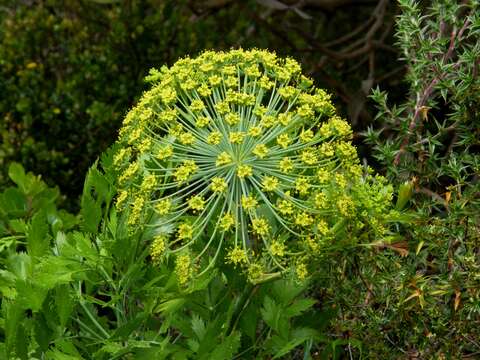 Notobubon galbanum (L.) Magee resmi