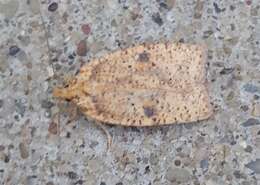 Image of Thelma's Agonopterix