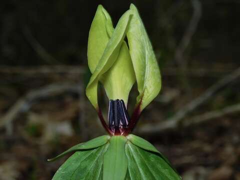 Imagem de Trillium lancifolium Raf.