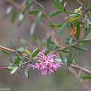 Image of Grevillea sericea (Sm.) R. Br.