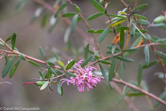 Image of Grevillea sericea (Sm.) R. Br.