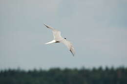 Image of Common Tern