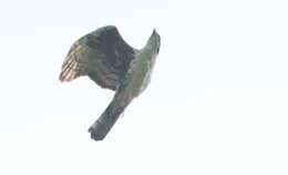 Image of Cassin's Hawk-Eagle