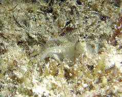 Image of Germain&#39;s blenny