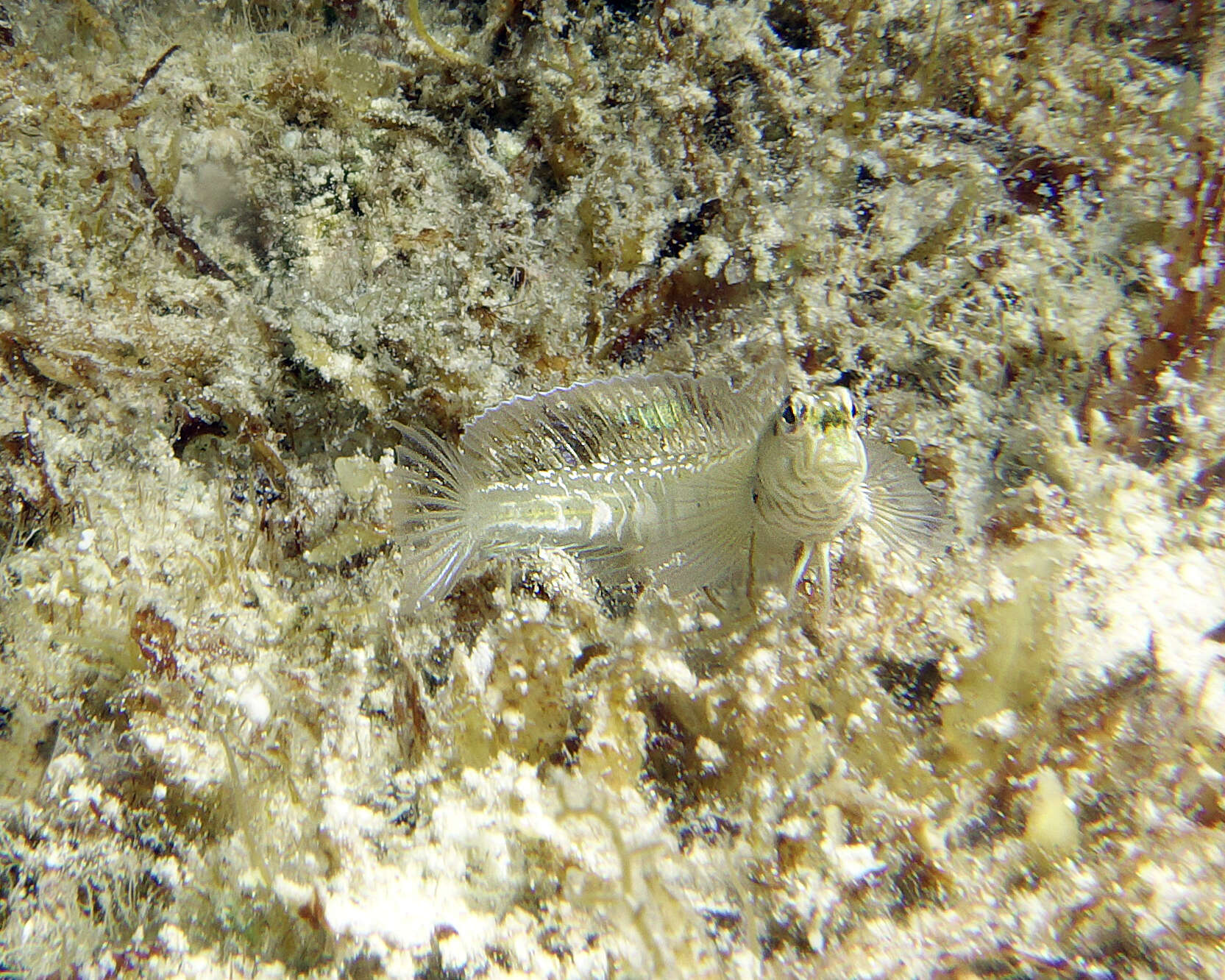 Image of Germain&#39;s blenny