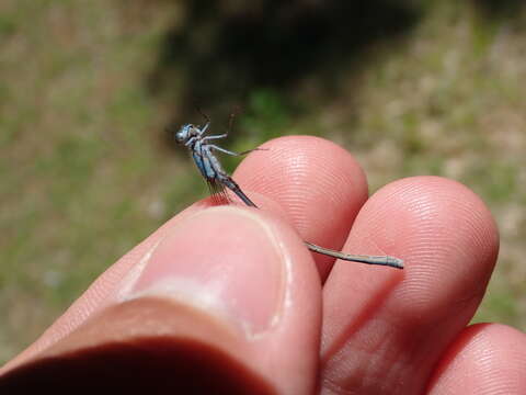 Image of New England Bluet