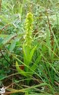 Image of Platanthera convallariifolia (Fisch. ex Lindl.) Lindl.