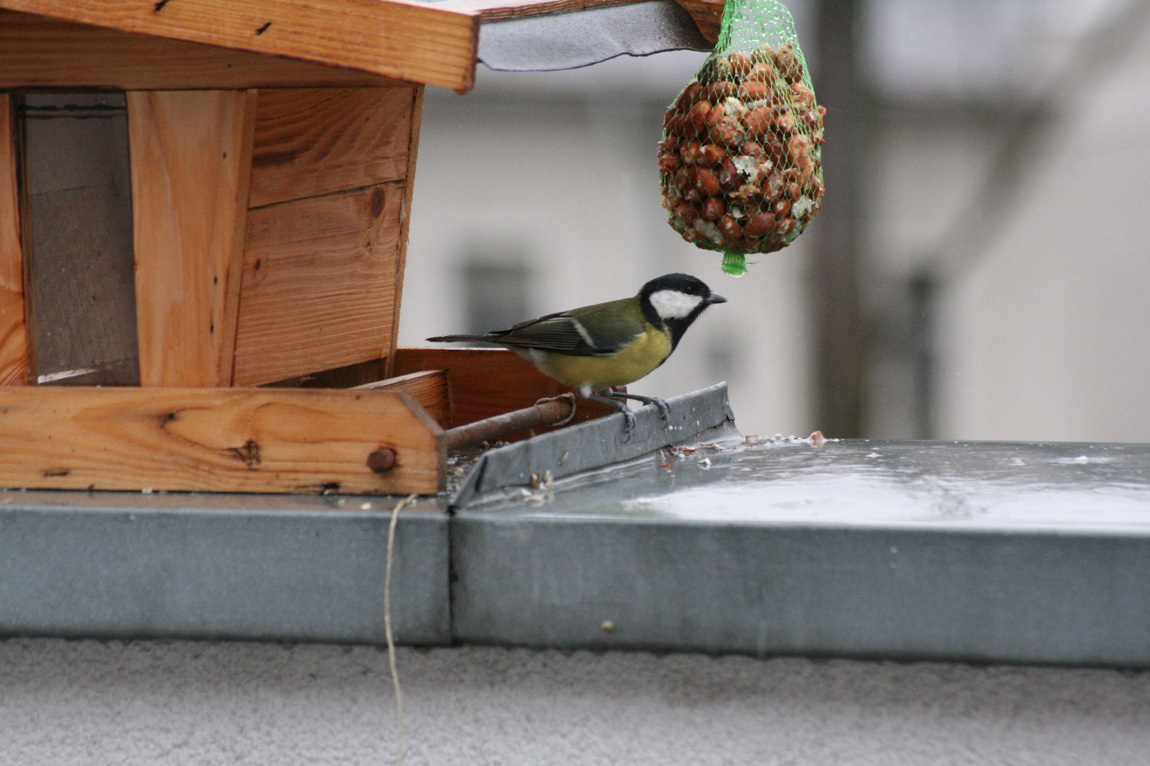 Image of Great Tit