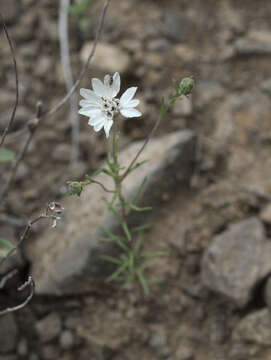 صورة Blepharipappus