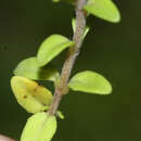 صورة Thymus ternejicus