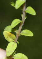 صورة Thymus ternejicus