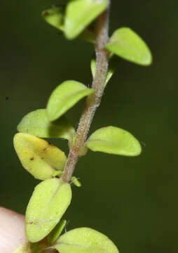 Imagem de Thymus ternejicus