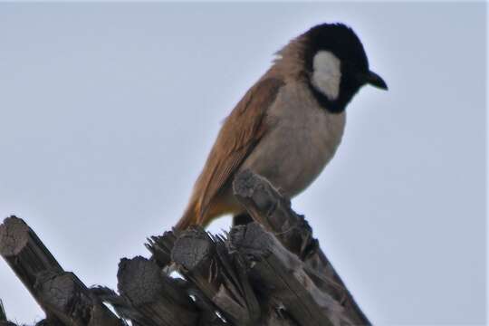 Image of White-eared Bulbul