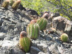 Melocactus harlowii (Britton & Rose) Vaupel resmi