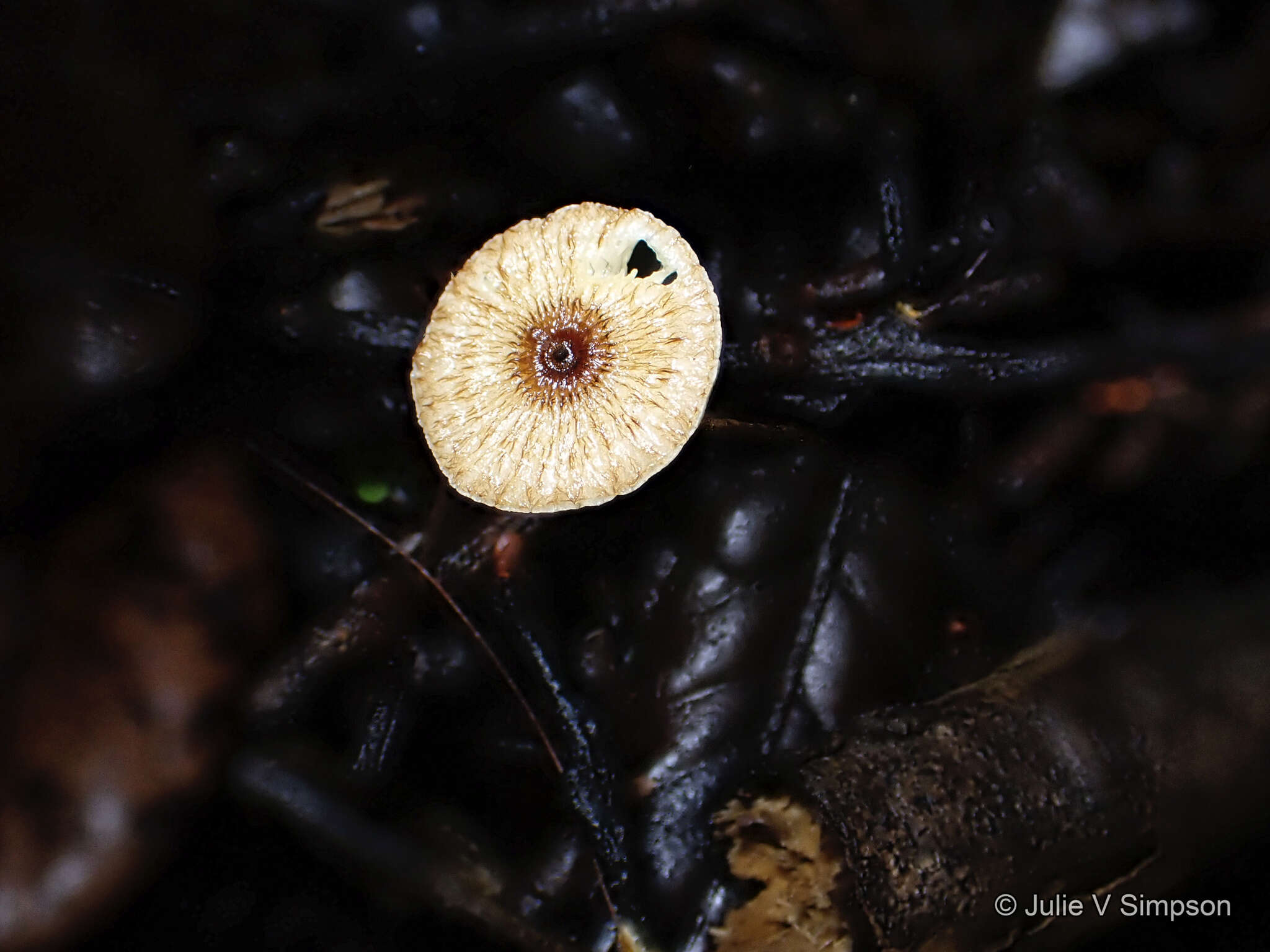 Image of Crinipellis procera G. Stev. 1964