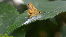 Image of Potanthus flava Murray 1875