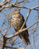 Image of Mistle Thrush