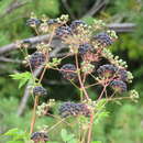 Image de Aralia hispida Vent.