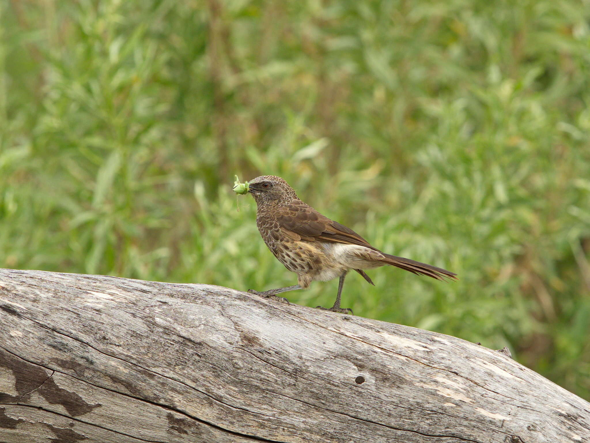 Image of Hartlaub's Babbler