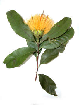 Image of Stifftia chrysantha Mikan