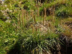 Imagem de Plantago maritima subsp. serpentina (All.) Arcangeli