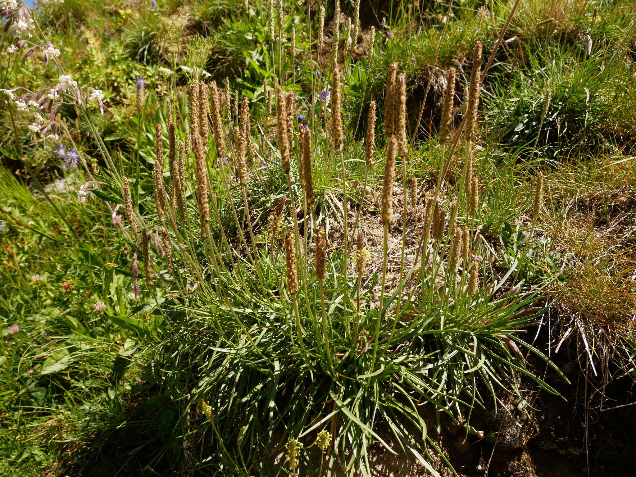 Image of Plantago maritima subsp. serpentina (All.) Arcangeli